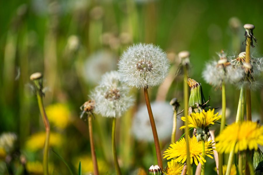 Allergie: in primavera aumentano i rischi di pollinosi.