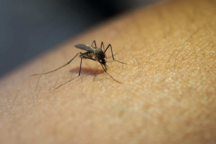 West Nile Virus: incubazione e sintomi