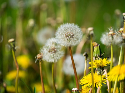 Allergie: in primavera aumentano i rischi di pollinosi.