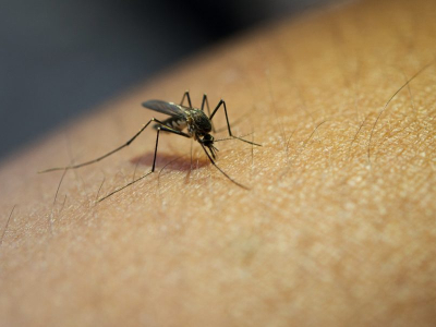 West Nile Virus: incubazione e sintomi